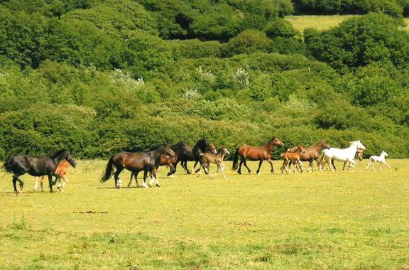 A selection of Tresorya Mares and Foals